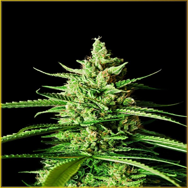 AK-01 Feminised by Anaconda Seeds