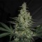 AK-47 Feminised by Green Silk Road Seeds
