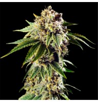 Auto Dos Si Dos Feminised Gold seeds