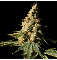 Auto Gorilla Cookies Feminised Gold seeds