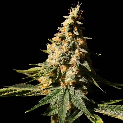 Auto Gorilla Cookies Feminised Gold seeds