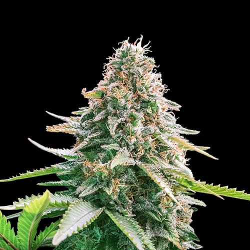 Auto Gelato Samba Feminised seeds