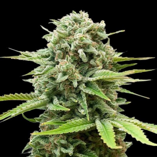 Auto Guerilla Glue Feminised seeds