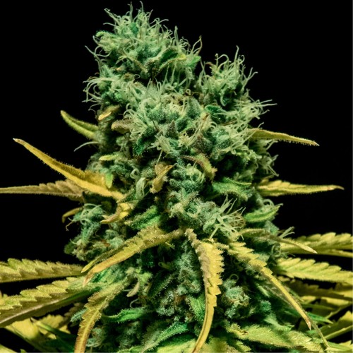 Auto Hell Bells OG Feminised seeds
