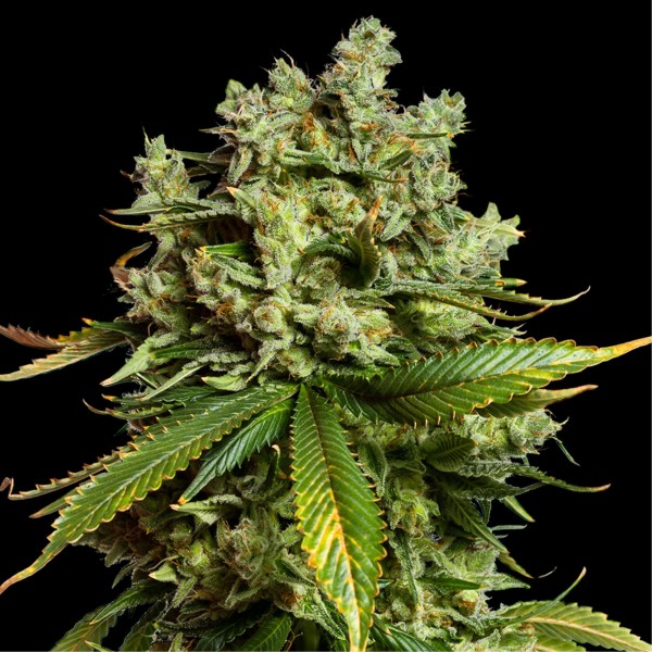 Auto Mimosa Famosa Feminised seeds