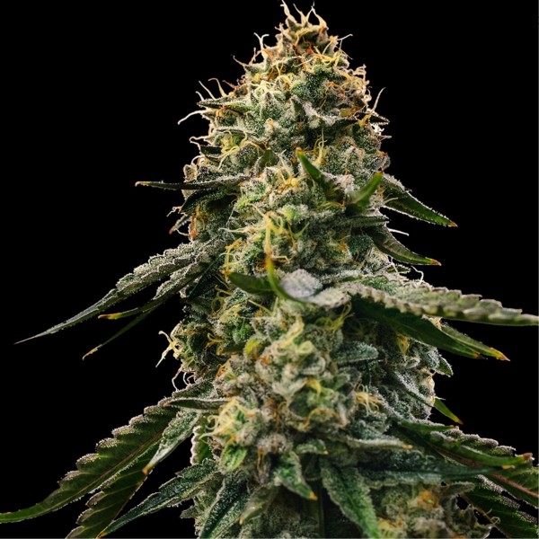 Auto Runtz Gluntz Feminised seeds