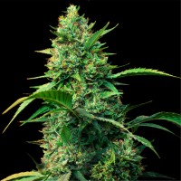 Auto Strawberry Ferry Feminised seeds