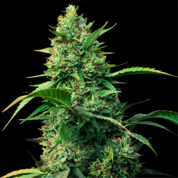 Auto Strawberry Ferry Feminised seeds