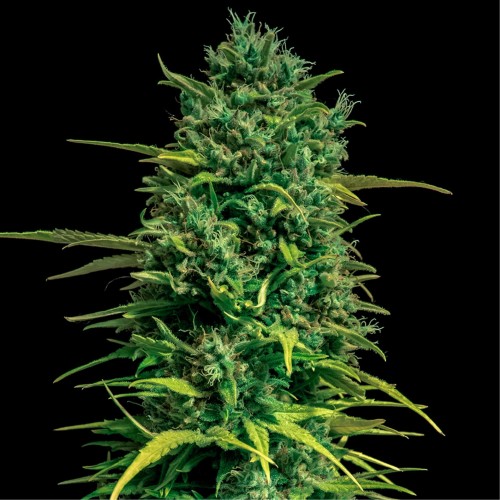 Auto Tropical Coconut Feminised seeds