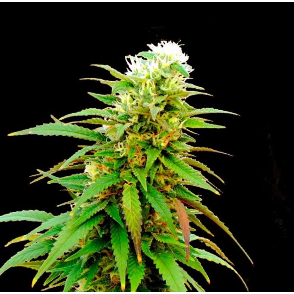 Auto Zkittlez Feminised Gold seeds