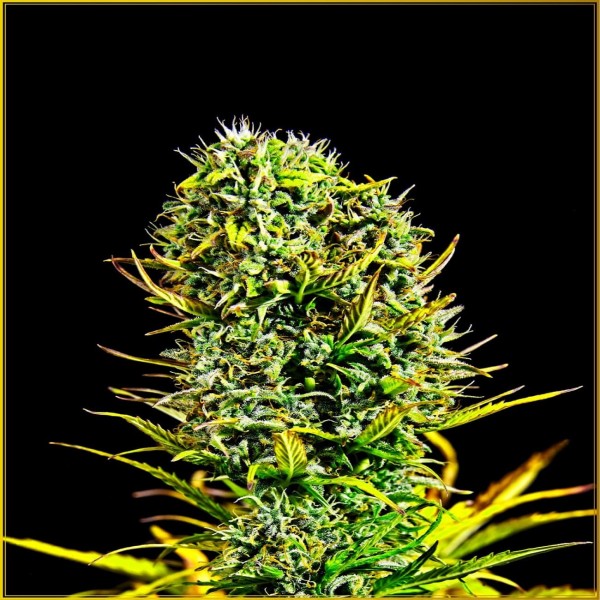 Amnesia Haze Feminised by Anaconda Seeds