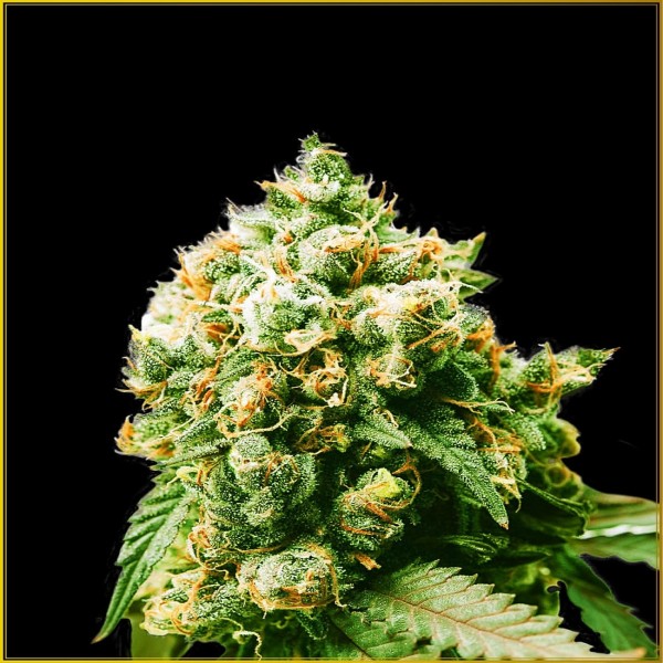 Anaconda Feminised by Anaconda Seeds