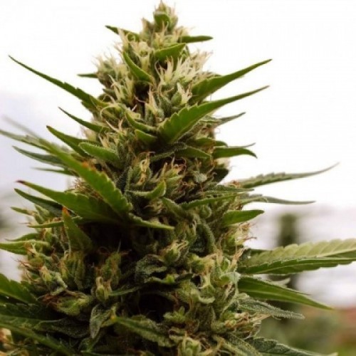 Auto AK-47 Feminised Silver seeds 500 pcs