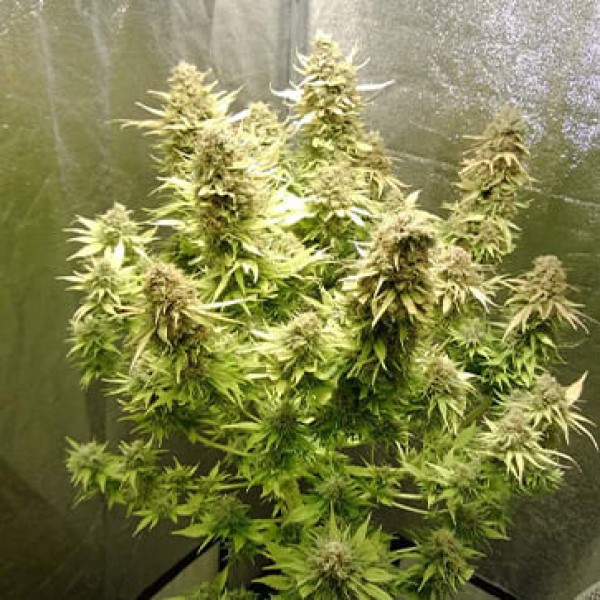 Auto AK-49 Feminised Silver seeds 500 pcs