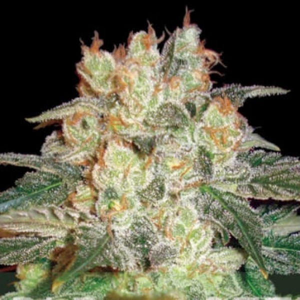 Auto Afghan Kush Feminised Silver seeds 500 pcs