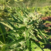 Насіння Auto Amnesia Haze Feminised Silver - 500 шт