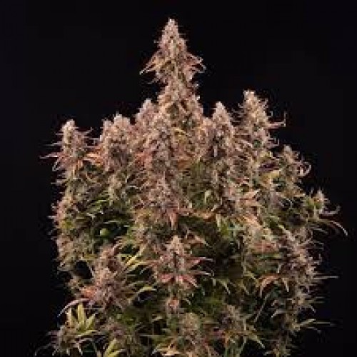 Auto Apricot Feminised seeds