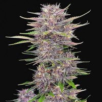 Насіння Auto Banana Purple Punch Feminised