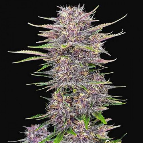 Auto Banana Purple Punch Feminised seeds