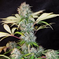 Auto Bubble Kush Feminised Silver seeds 500 pcs