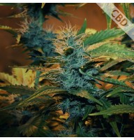Auto CBD Green Crack Feminised Gold seeds