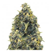 Auto CBD Somango Haze Feminised Gold seeds