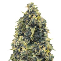 Auto CBD Somango Haze Feminised Gold seeds
