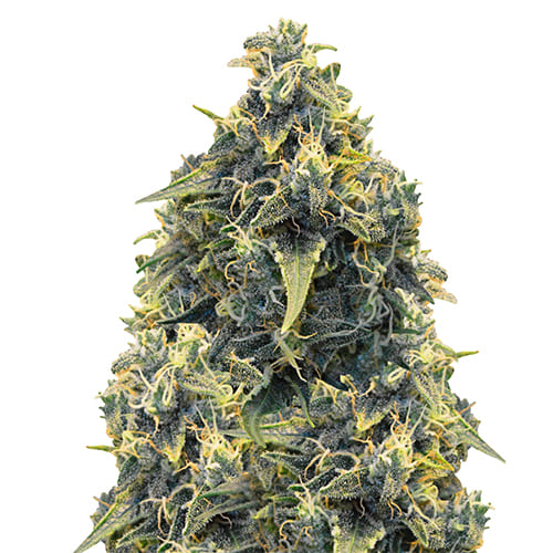 Auto CBD Somango Haze Feminised Gold seeds