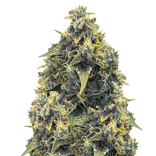 Auto CBD Somango Haze Feminised Gold seeds