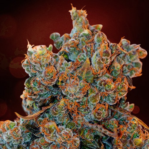 Auto Cheese Fondue Feminised Silver seeds 500 pcs