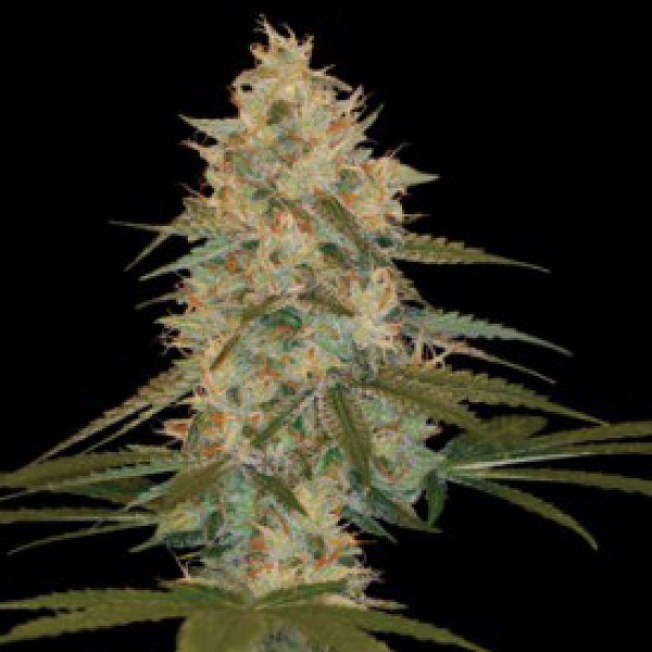 Auto Chocolope Feminised Silver seeds 500 pcs