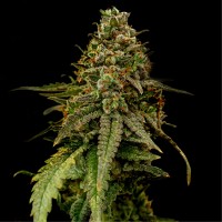 Auto Coffe Rocket Feminised seeds