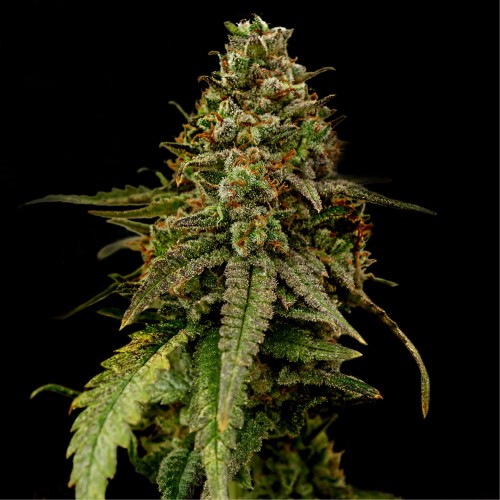 Auto Coffe Rocket Feminised seeds
