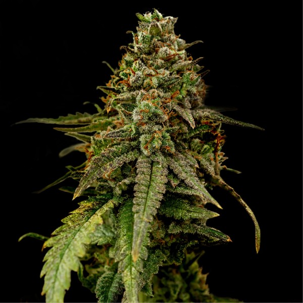 Auto Coffe Rocket Feminised seeds