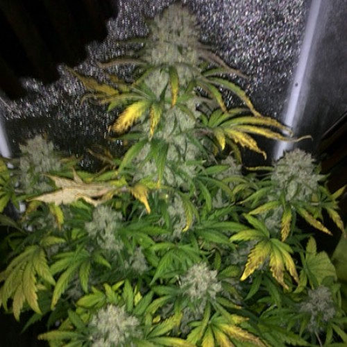 Auto Colorado Cookies Feminised Silver seeds 500 pcs