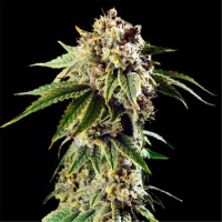 Auto Dosidos Rocketos Feminised seeds