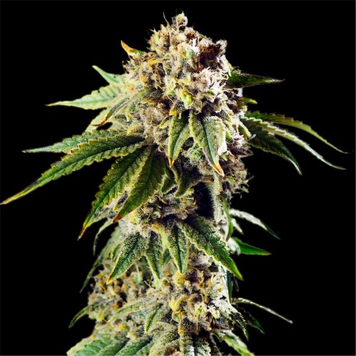 Auto Dosidos Rocketos Feminised seeds