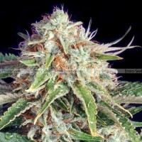 Auto Giant Bud Feminised Gold seeds 500 pcs