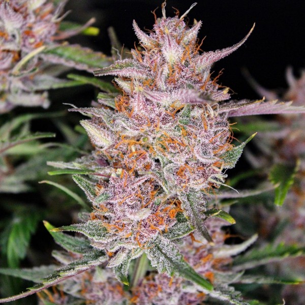 Auto Gorilla Punch Feminised seeds