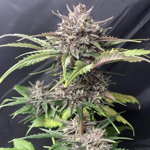 Auto Gorilla Z (Gorilla Zkittlez) Feminised