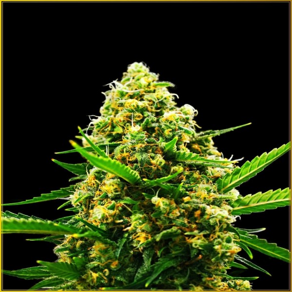Auto Hypnotic Feminised by Anaconda Seeds