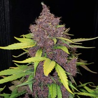 Auto LSD Feminised Silver seeds 500 pcs