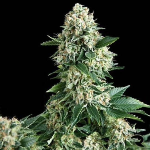 Auto New York Diesel Feminised Gold seeds 500 pcs