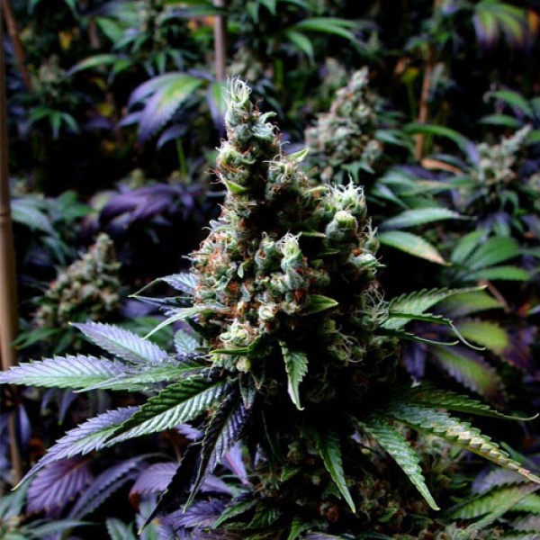 Auto New York Diesel Feminised Silver seeds 500 pcs