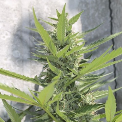 Auto Power Plant Feminised Silver seeds 500 pcs