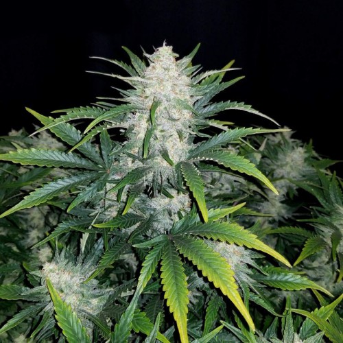 Auto Rhino Ryder Feminised Silver seeds 500 pcs