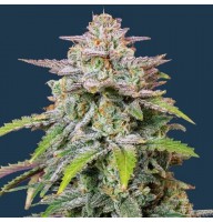 Auto Runtz Feminised Gold seeds