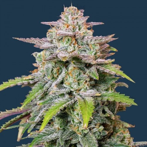 Auto Runtz Feminised Gold seeds