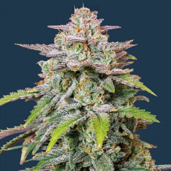 Auto Runtz Feminised Gold seeds