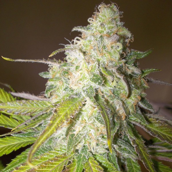 Auto Sour Diesel Feminised Gold seeds 500 pcs
